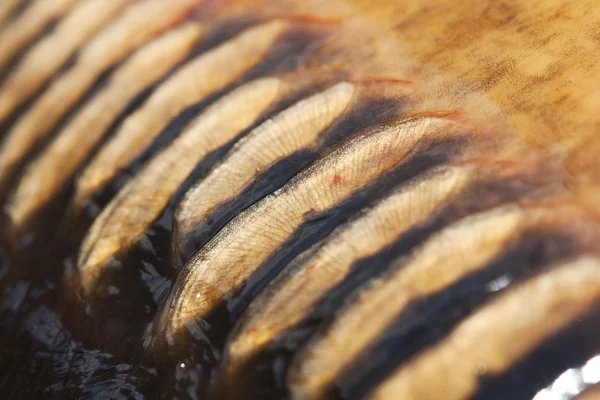 Texture of fish scales — Stock Image Texture of fish scales Stock Photo