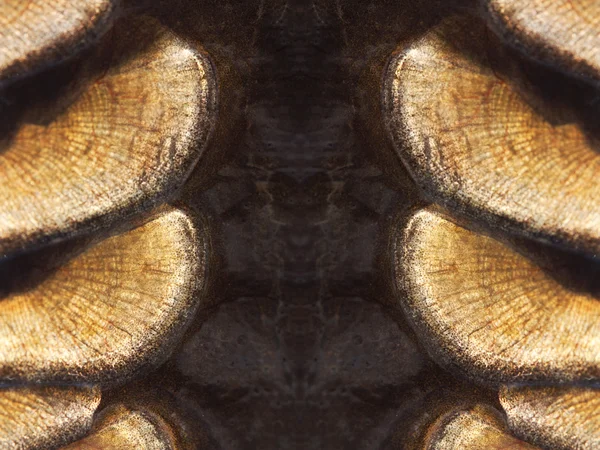 Texture of fish scales — Stock Image Texture of fish scales Stock Picture