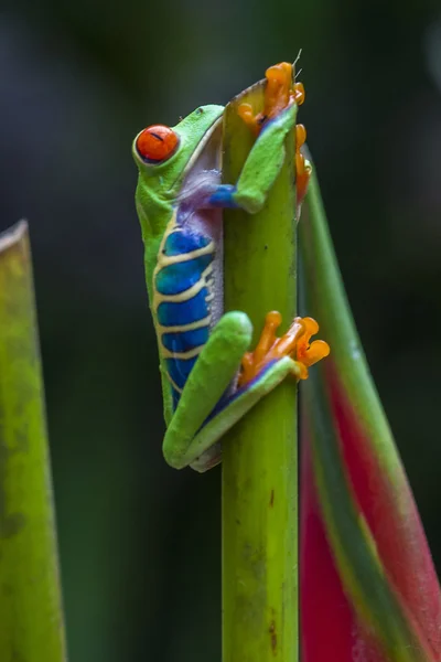 Rödögd trädgroda — Stockfoto