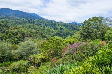 Kosta Rika yağmur ormanı 