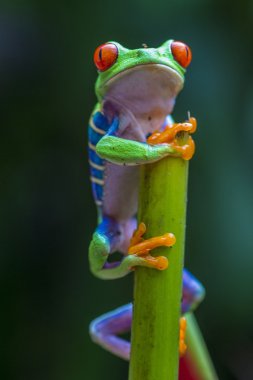 Kırmızı gözlü ağaç kurbağası.