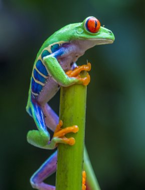 Kırmızı gözlü ağaç kurbağası.