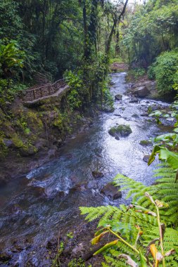 Kosta Rika yağmur ormanı 