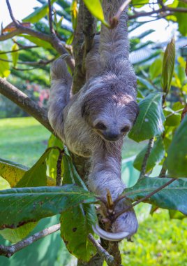 Tembellik Kosta Rika