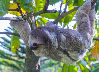 Tembellik Kosta Rika