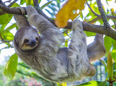 Sloth in Costa Rica clipart