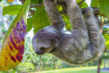 Tembellik Kosta Rika