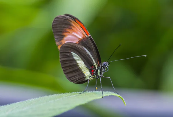 Pillangó a Costa Rica-i esőerdő — Stock Fotó