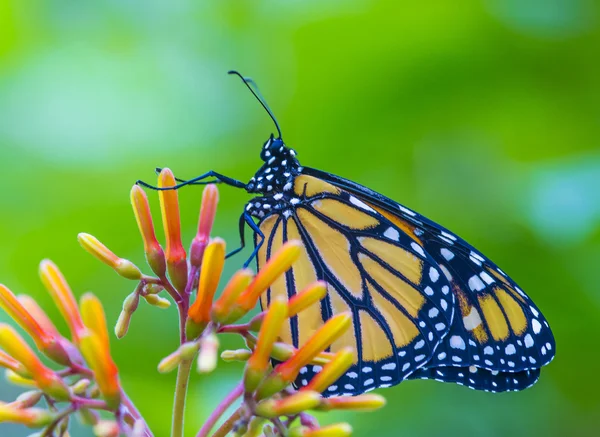 Kosta Rika yağmur ormanında kelebek 