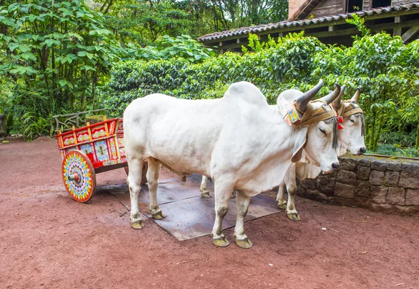 Costa Rican ox cart — Stock Photo, Image