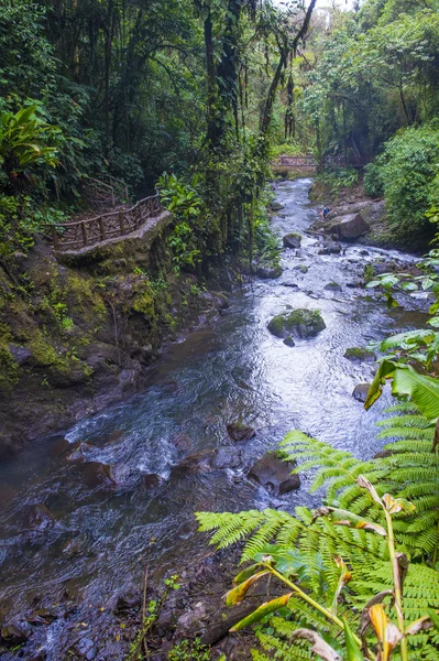 Kosta Rika yağmur ormanı 