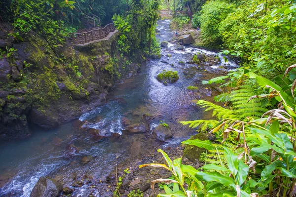 Kosta Rika yağmur ormanı 