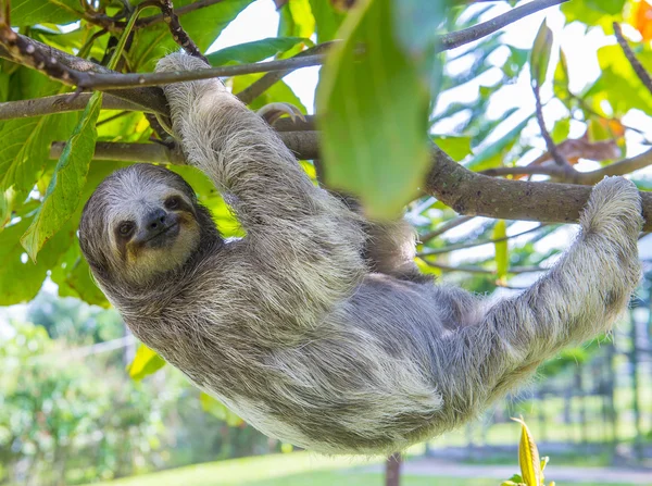 Sloth in Costa Rica — Stock Photo, Image