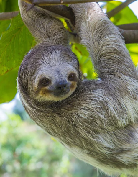 Bradipo in Costa Rica — Foto Stock