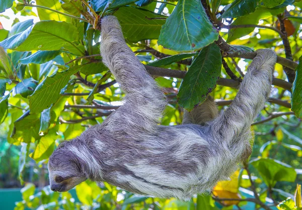 Ленивец в Коста-Рике — стоковое фото