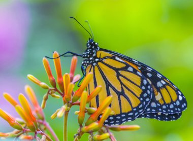 Kosta Rika yağmur ormanında kelebek