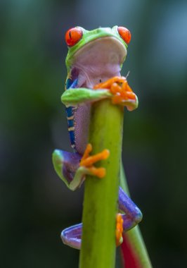 Kırmızı gözlü ağaç kurbağası.