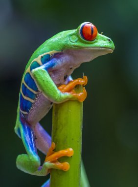 Kırmızı gözlü ağaç kurbağası.