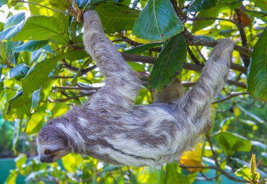 Tembellik Kosta Rika