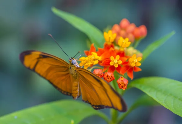 Mariposa en la selva tropical de Costa Rica — Foto de Stock