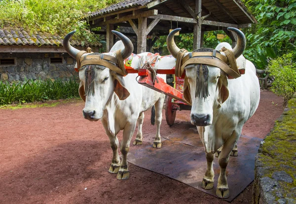 Costa rican ox wagen — Stockfoto