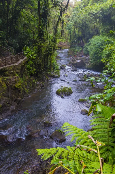 Forêt tropicale du Costa Rica — Photo