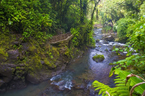 Forêt tropicale du Costa Rica — Photo