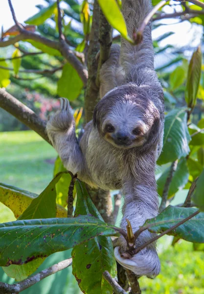 Sloth in Costa Rica — Stock Photo, Image