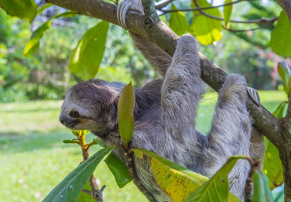 Sloth in Costa Rica — Stock Photo, Image