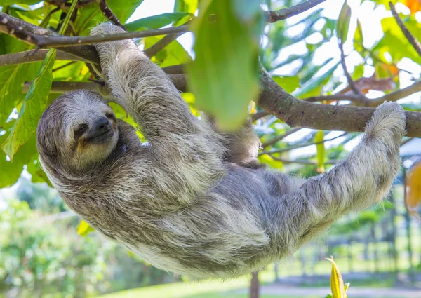 Sloth in Costa Rica — Stock Photo, Image