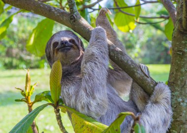 Tembellik Kosta Rika