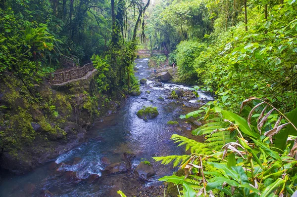 Κόστα Ρίκα τροπικό δάσος — Φωτογραφία Αρχείου