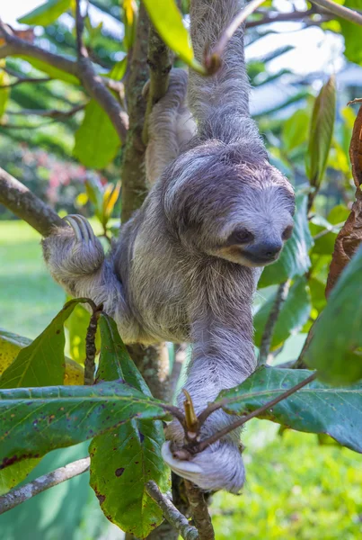 Bradipo in Costa Rica — Foto Stock