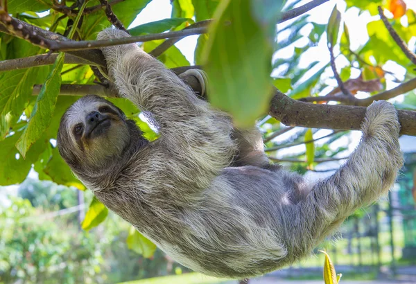 Sloth in Costa Rica — Stock Photo, Image