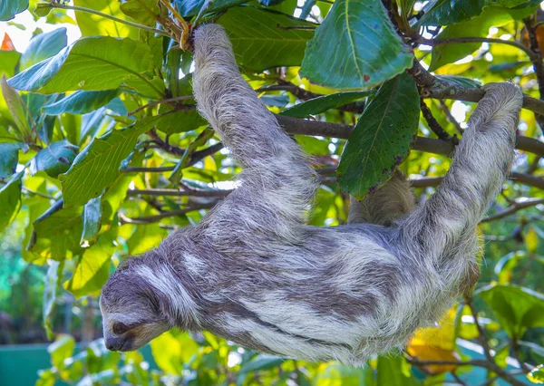 Sloth in Costa Rica — Stock Photo, Image