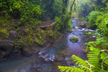 Kosta Rika yağmur ormanı 