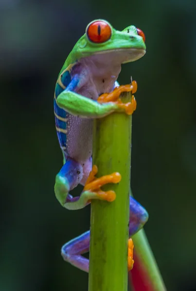 Red-Eyed Tree Frog — Stock Photo, Image