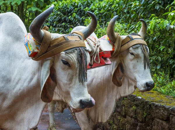 Costa Rican ox cart — Stock Photo, Image