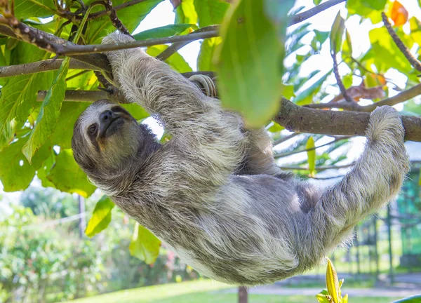 Preguiça em Costa Rica — Fotografia de Stock