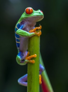 Kırmızı gözlü ağaç kurbağası.