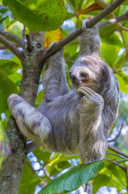 Tembellik Kosta Rika