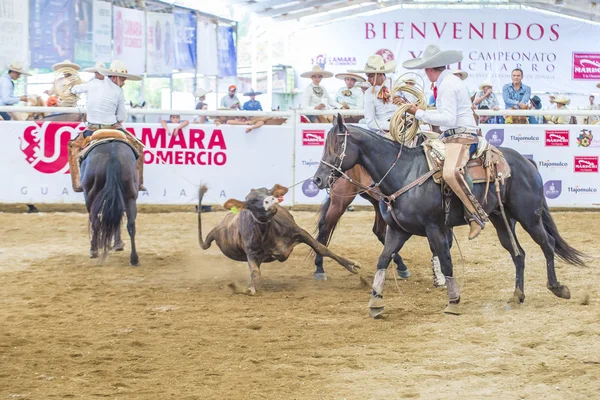 国际墨西哥流浪乐队 & Charros 节 — 图库照片