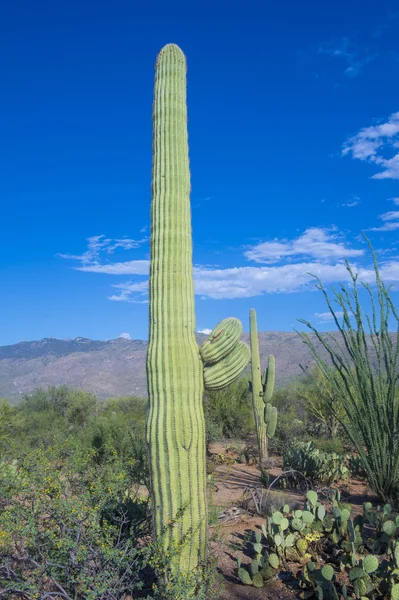 Saguarokaktus — kuvapankkivalokuva