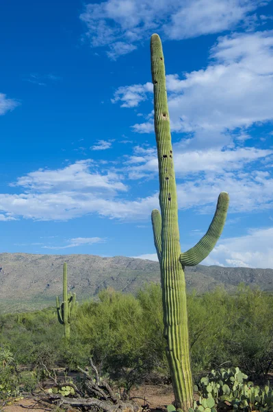 Saguaro-Kaktus — Stockfoto