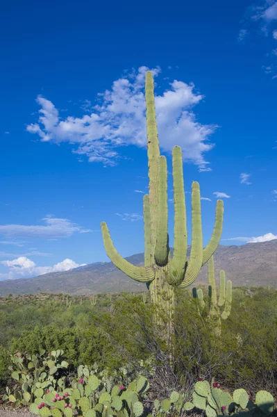 Kaktus Saguaroベンケイ サボテン — ストック写真