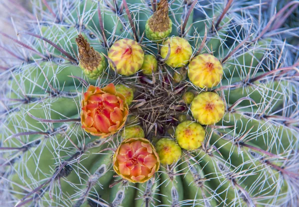 Kaktusblüten — Stockfoto