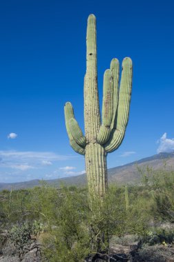 saguaro kaktüsü