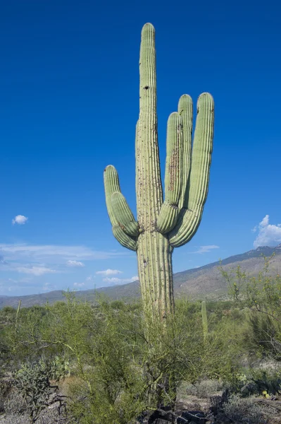 Cactus saguaro — Foto Stock