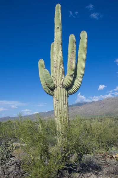Cactus Saguaro —  Fotos de Stock