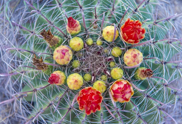 Fioriture di cactus — Foto Stock